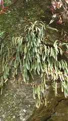 Pyrrosia linearifolia