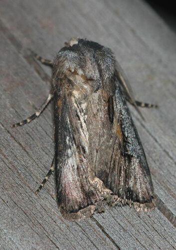 Venerable Dart photo 4