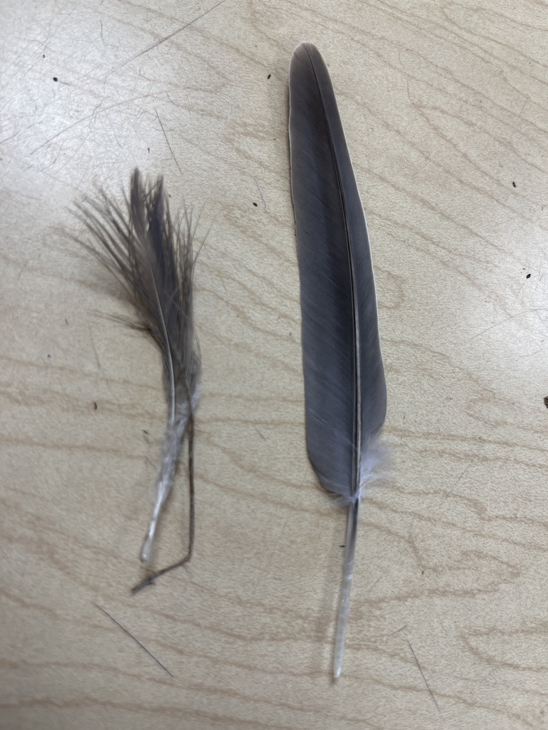 Mourning Dove from River Rd, Waunakee, WI, US on October 5, 2023 at 0900 AM by mrspretzel