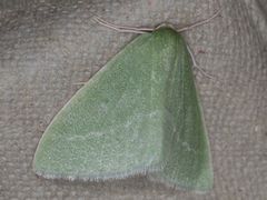 Synchlora faseolaria