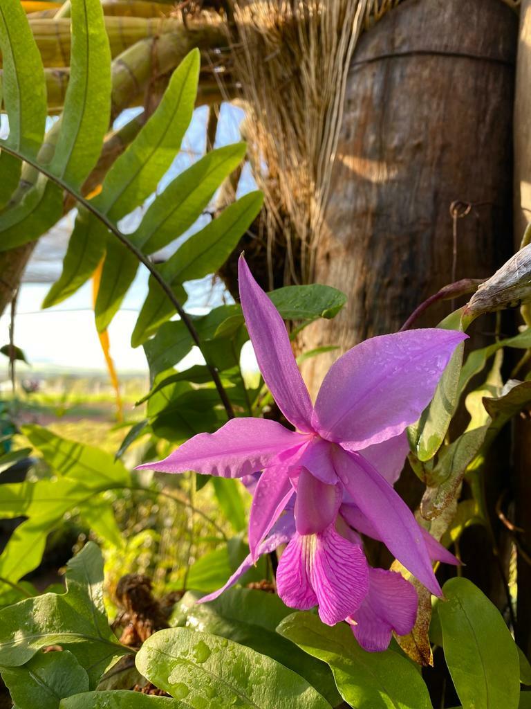 Imagem de Orquídea
