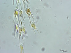 Dinobryon cylindricum