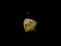 Araneus viridiventris