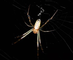 Leucauge wulingensis