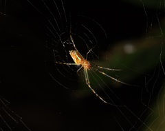 Leucauge wulingensis
