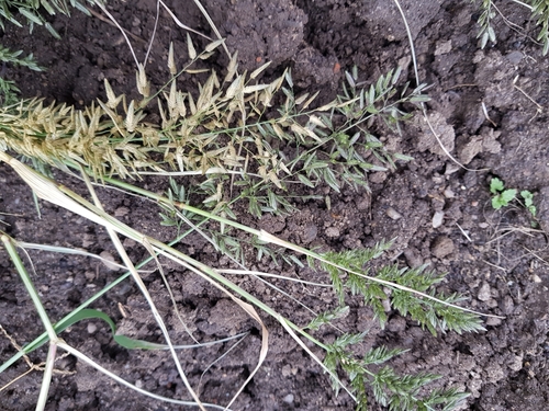 Eragrostis cilianensis iNat (1)