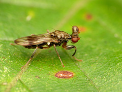 Sphyracephala brevicornis