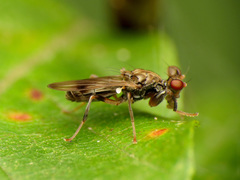 Sphyracephala brevicornis