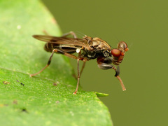 Sphyracephala brevicornis