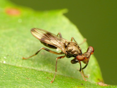 Sphyracephala brevicornis