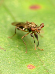 Sphyracephala brevicornis
