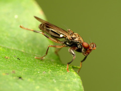 Sphyracephala brevicornis