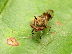 Sphyracephala brevicornis
