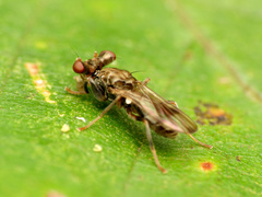 Sphyracephala brevicornis