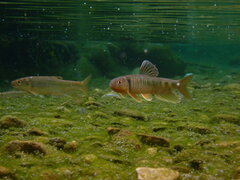 Thickhead Chub photo 2
