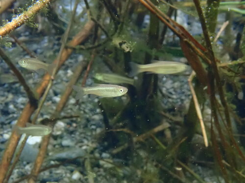 Kikuchis dwergkarper (Aphyocypris kikuchii) — Cyprinidae