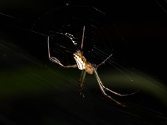Leucauge wulingensis