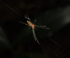 Leucauge wulingensis