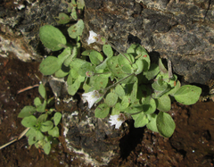 Diclis