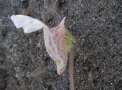 Diclis