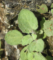 Diclis