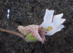 Diclis