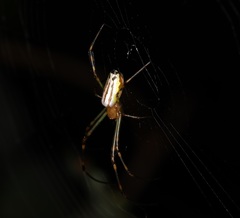 Leucauge wulingensis