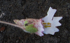 Diclis