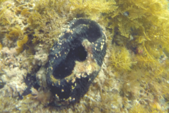Irciniidae