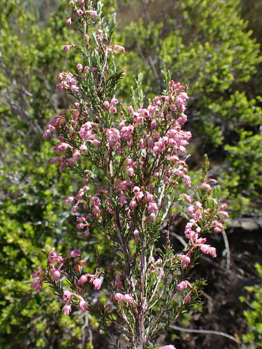 Image of Erica Acuta (Erica acuta) by (c) Ren Hoekstra, some rights reserved (CC BY)