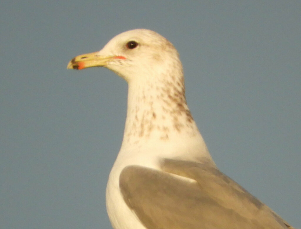 California Gull from Gray Lodge Wildlife Area on October 25, 2023 at 07 ...