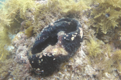 Irciniidae
