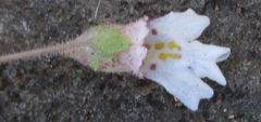 Diclis