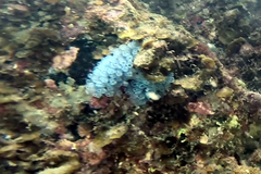 Clavelina moluccensis