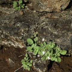 Diclis