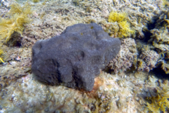 Psammocinia