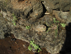 Diclis