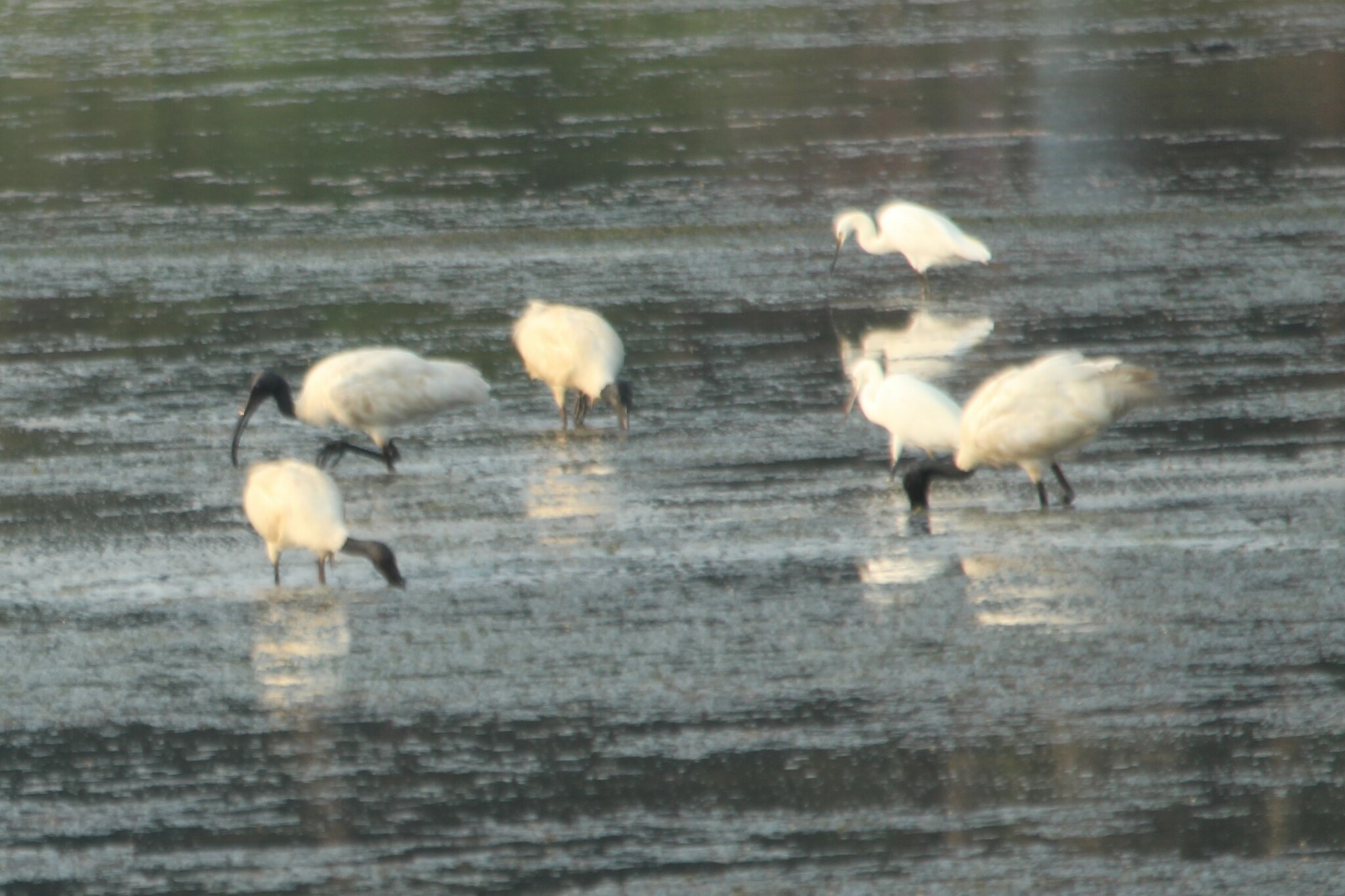 Black-headed Ibis