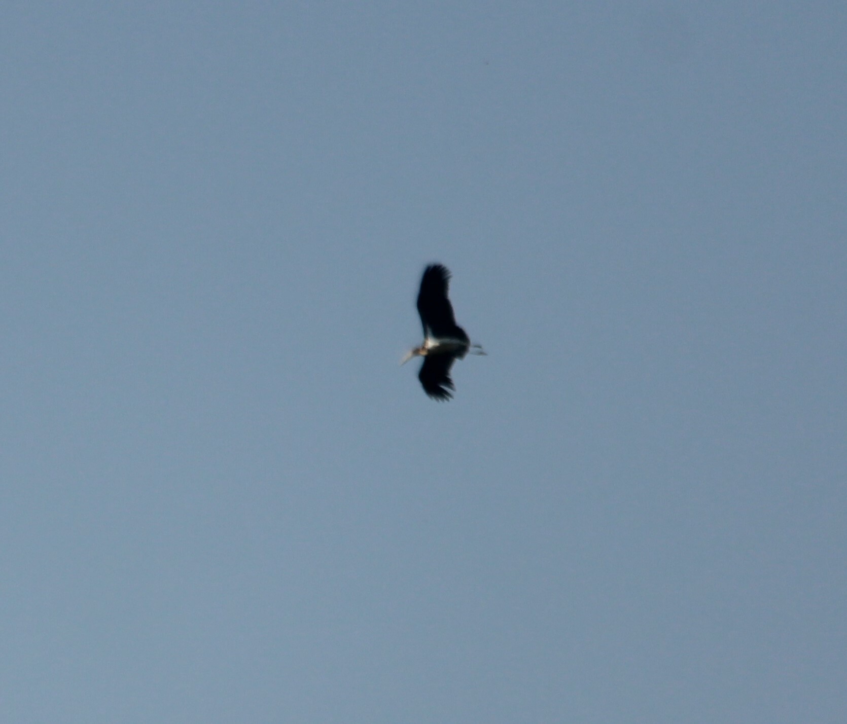 Lesser Adjutant