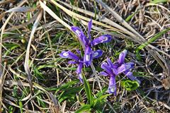 Iris uniflora