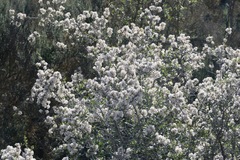 Ceanothus cuneatus cuneatus