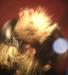 Osmia lignaria propinqua