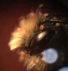Osmia lignaria propinqua