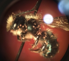 Osmia lignaria propinqua