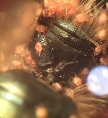 Osmia lignaria propinqua