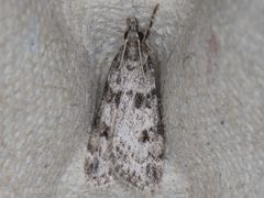 Scoparia palloralis