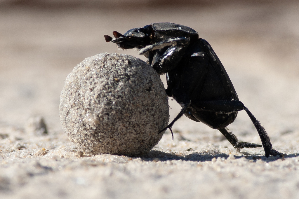 Popeye Dung Beetle (Pachylomera femoralis) · iNaturalist