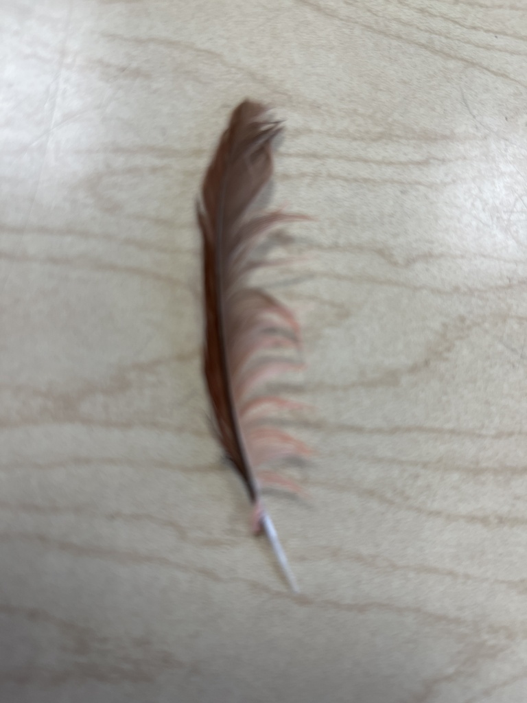 Northern Cardinal from River Rd, Waunakee, WI, US on October 25, 2023 at 0900 AM by mrspretzel