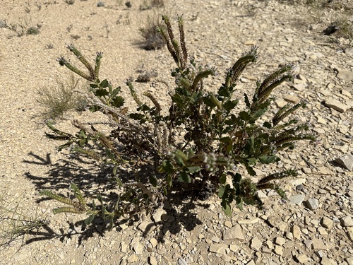 Pale Phacelia (Phacelia pallida)