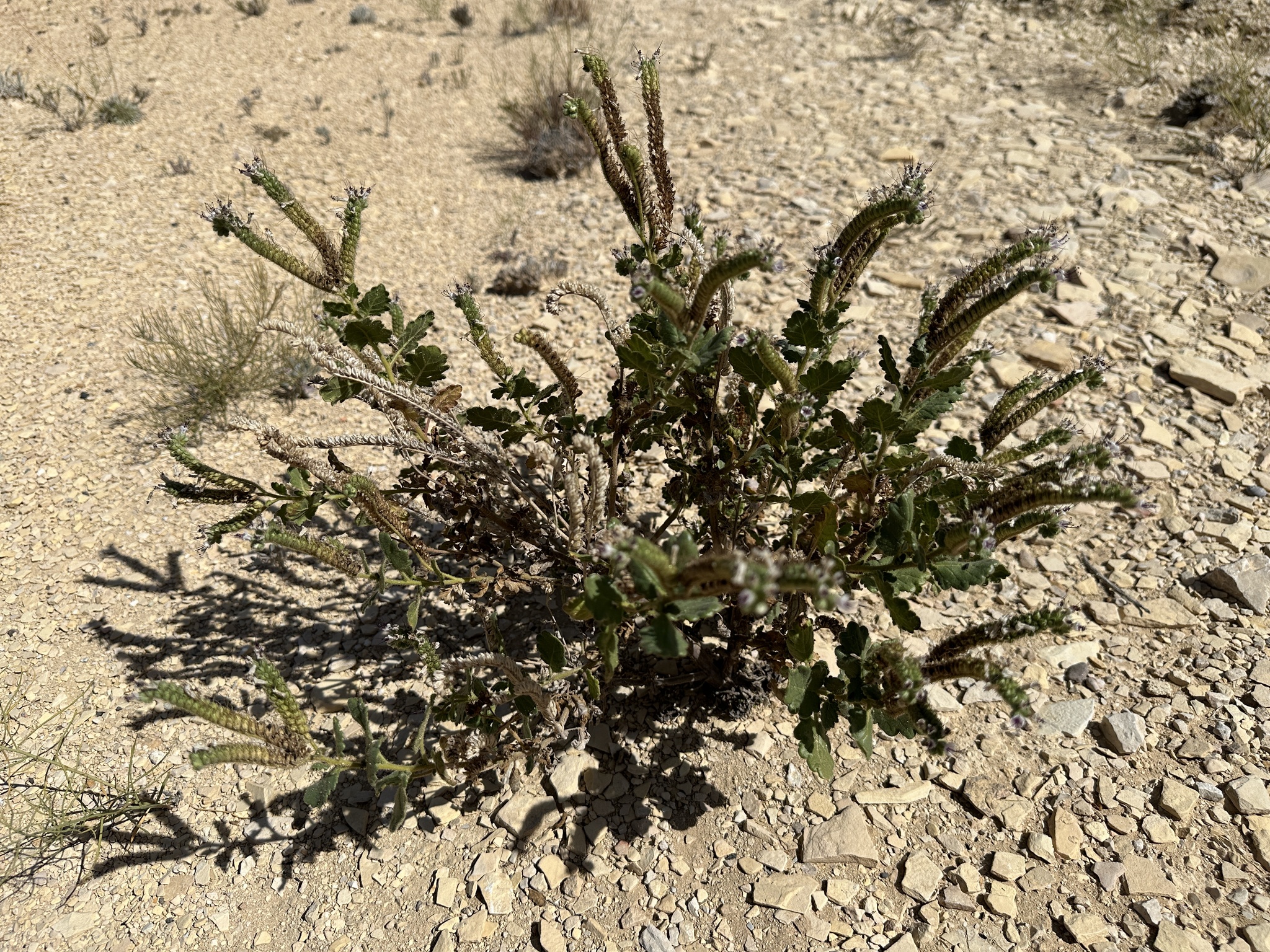 Phacelia pallida